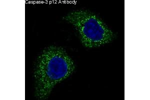 Immunofluorescent analysis of HeLa cells, using Caspase-3 p12 Antibody. (Recombinant Caspase 3 p12 antibody)