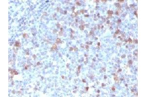 IHC testing of FFPE human tonsil with Cdc20 antibody (clone CLDC20-1) (CDC20 antibody)