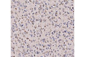 IHC analysis of 5HT1B/HTR1B using anti-5HT1B/HTR1B antibody (ABIN7601425). (5HT1B Receptor antibody  (AA 35-390))