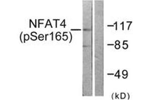 Western blot analysis of extracts from HeLa cells treated with Ca+ 40nM 30', using NFAT4 (Phospho-Ser165) Antibody. (NFATC3 antibody  (pSer165))