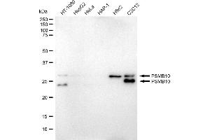 Western blotting analysis using PSMB10 antibody (ABIN7799951).