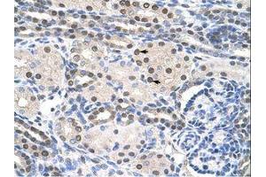 Image no. 1 for anti-Poly(A) Binding Protein Interacting Protein 1 (PAIP1) (AA 322-371) antibody (ABIN203111) (PAIP1 antibody  (AA 322-371))
