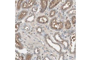 Immunohistochemical staining (Formalin-fixed paraffin-embedded sections) of human kidney with SHOC2 polyclonal antibody  shows moderate cytoplasmic positivity in cells in tubules. (SHoc2/Sur8 antibody  (AA 455-562))