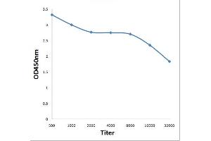 Antigen: 0. (DOK5 antibody  (AA 21-120))