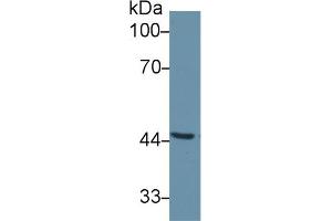 Western Blot; Sample: Human Liver lysate; Primary Ab: 1µg/ml Rabbit Anti-Human CBG Antibody Second Ab: 0.