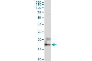 UXT MaxPab polyclonal antibody. (UXT antibody  (AA 1-169))