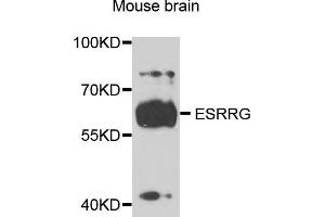 Western blot analysis of extracts of mouse brain, using ESRRG antibody (ABIN5972039) at 1/1000 dilution. (ESRRG antibody)