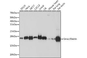 Western blot analysis of extracts of various cell lines, using Smac/Diablo Rabbit mAb (ABIN7270177) at 1:1000 dilution.