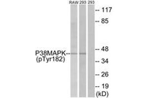 Western blot analysis of extracts from RAW264. (MAPK14 antibody  (pTyr182))