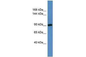 WB Suggested Anti-Hps3 Antibody Titration:  0. (HPS3 antibody  (N-Term))