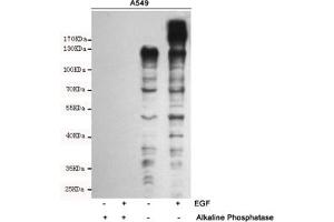Western blot analysis of extracts from A549 cells untreated and treated with Epidermal Growth Factor (10 ng/mL,15 min), using Phospho-Tyrosine Mouse mAb. (Tyrosine (phosphorylated) antibody)