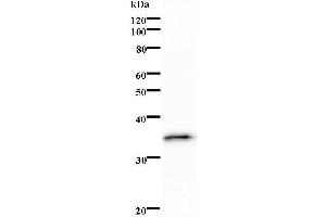 Western Blotting (WB) image for anti-CCAAT/enhancer Binding Protein (C/EBP), epsilon (CEBPE) antibody (ABIN931181) (CEBPE antibody)