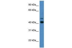 Image no. 1 for anti-Blue Opsin (AA 197-246) antibody (ABIN6746707)