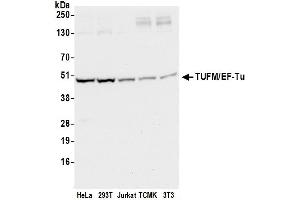Western Blotting (WB) image for anti-Tu Translation Elongation Factor, Mitochondrial (Tufm) (AA 100-150) antibody (ABIN7453233)