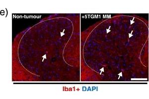 Immunofluorescence (Paraffin-embedded Sections) (IF (p)) image for anti-Ionized Calcium-binding Adapter Molecule 1 (IBA1) (C-Term) antibody (ABIN2857032)