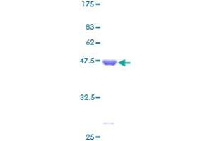 ITPA Protein (AA 1-194) (GST tag)