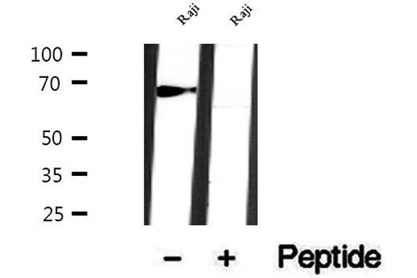 SLC38A3 antibody  (Internal Region)