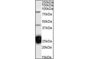 Western Blot Image: Antibody (0. (TIA1 antibody  (Internal Region))