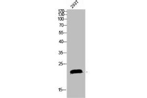 SRSF3 antibody  (C-Term)