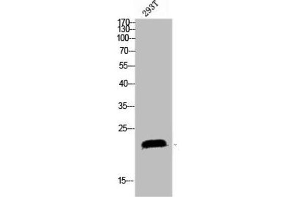 SRSF3 antibody  (C-Term)