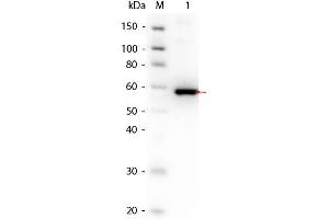 Western Blot of AKT3 (phosphatase treated) Human Recombinant Protein.