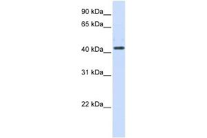 HSD3B2 antibody used at 1 ug/ml to detect target protein. (HSD3B2 antibody  (N-Term))