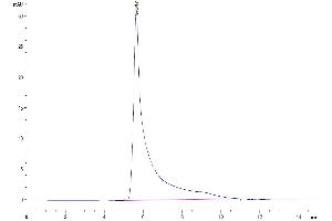The purity of Mouse CCL5 is greater than 95 % as determined by SEC-HPLC. (CCL5 Protein (AA 24-91) (Fc Tag))