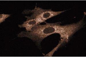 Immunofluorescence staining of WI-38 cells (Human lung fibroblasts, ATCC CCL-75). (SHC1 antibody  (AA 359-473))