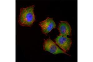 Immunofluorescence analysis of Hela cells using NME1 mouse mAb (green). (NME1 antibody)