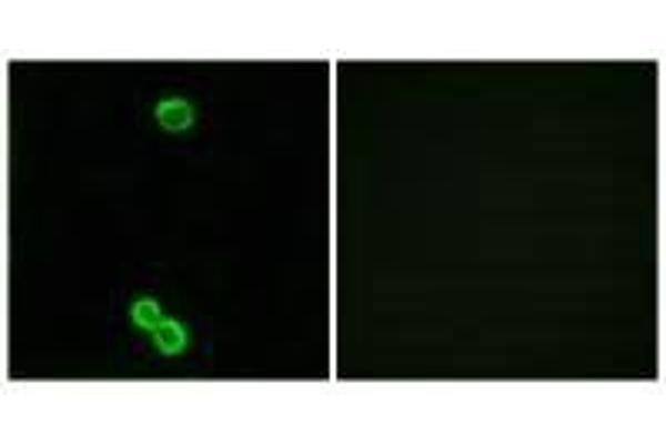RPL3L antibody