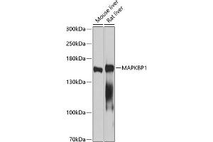 MAPKBP1 antibody  (AA 1-100)