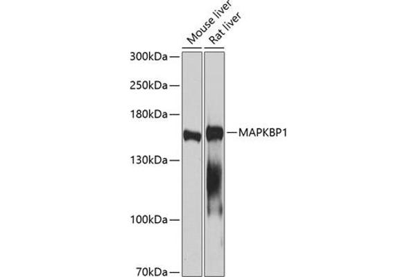 MAPKBP1 anticorps  (AA 1-100)