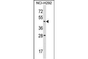 Western blot analysis in NCI-H292 cell line lysates (35ug/lane). (Actl7b antibody  (N-Term))