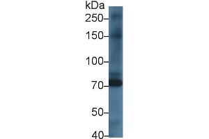 Western Blot; Sample: Rat Heart lysate; Primary Ab: 1µg/ml Rabbit Anti-Rat KEL Antibody Second Ab: 0. (KEL antibody  (AA 439-713))