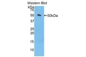 Detection of Recombinant LEFTY1, Mouse using Polyclonal Antibody to Left/Right Determination Factor 1 (LEFTY1) (LEFTY1 antibody  (AA 169-368))