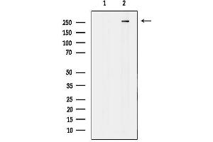 Western blot analysis of lysates from COLO205, using MAP1A Antibody.
