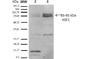 Western Blot analysis of Human Heat Shocked HeLa cell lysates showing detection of ~85-95 kDa HSF1 protein using Rat Anti-HSF1 Monoclonal Antibody, Clone 10H8 . (HSF1 antibody  (AA 378-395) (PerCP))