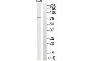 Western Blotting (WB) image for anti-ATP-Binding Cassette, Sub-Family B (MDR/TAP), Member 7 (ABCB7) (C-Term) antibody (ABIN1850844) (ABCB7 antibody  (C-Term))