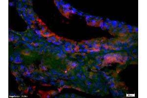 Immunofluorescence (IF) image for anti-EPH Receptor A7 (EPHA7) (AA 181-280) antibody (ABIN722005)