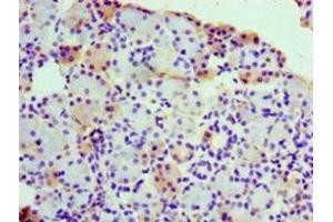 Immunohistochemistry of paraffin-embedded human pancreatic tissue using ABIN7142800 at dilution of 1:100 (RPL3 antibody  (AA 1-115))