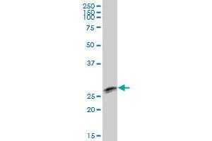 TTC9B MaxPab polyclonal antibody. (TTC9B antibody  (AA 1-239))