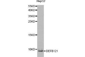 Western blot analysis of extracts from HepG2 cell, using DEFB121 antibody. (DEFB121 antibody  (AA 1-76))