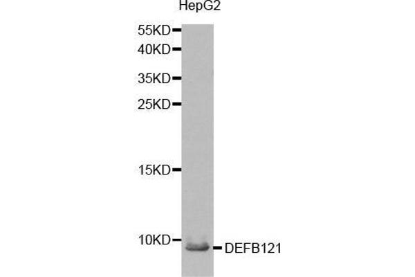 DEFB121 抗体  (AA 1-76)