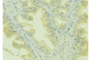 ABIN6273004 at 1/100 staining Mouse colon tissue by IHC-P. (Leiomodin 1 antibody  (C-Term))