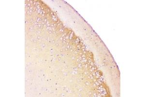 IHC-P testing of rat brain tissue.