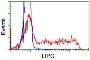 Image no. 1 for anti-Lipase, Endothelial (LIPG) antibody (ABIN1499171) (LIPG antibody)