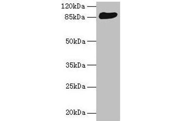 PRKRIR antibody  (AA 612-761)