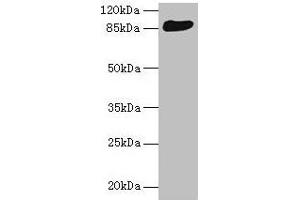 Western blot All lanes: THAP12 antibody at 10 μg/mL + HepG2 whole cell lysate Secondary Goat polyclonal to rabbit IgG at 1/10000 dilution Predicted band size: 88, 57 kDa Observed band size: 88 kDa (PRKRIR antibody  (AA 612-761))