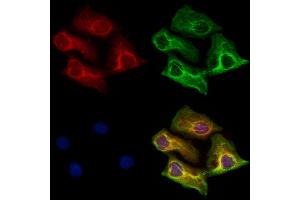 ABIN6265899 and ABIN6273182 staining Hela cells by IF/ICC. (UQCRC1 antibody  (C-Term))