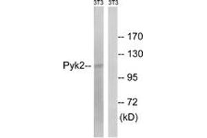 Western blot analysis of extracts from NIH-3T3 cells, using PYK2 (Ab-579) Antibody. (PTK2B antibody  (AA 545-594))